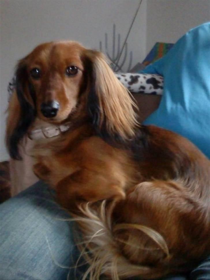 Dværggravhund Lady billede 8