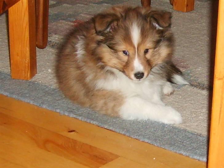 Shetland sheepdog Pixie billede 3