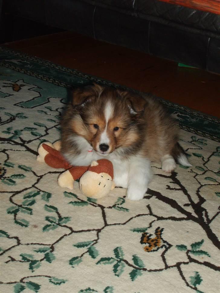 Shetland sheepdog Pixie - Jeg er simpelthen så glad for den abe som jeg har fået af Tante Kirsten & Onkel Gambler :) billede 4