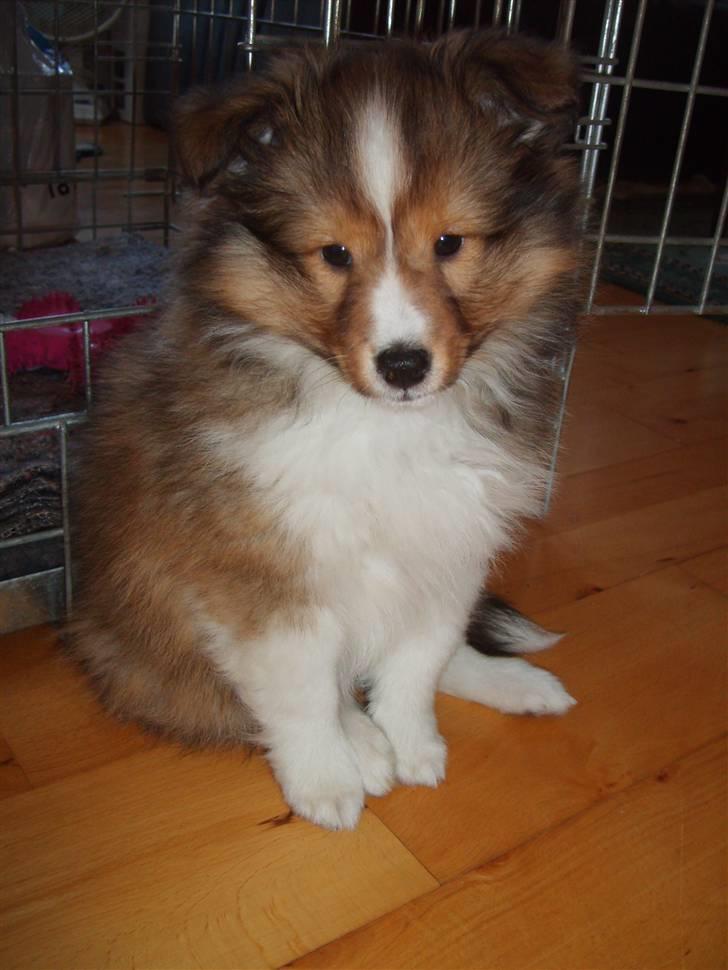 Shetland sheepdog Pixie - 9 uger billede 5