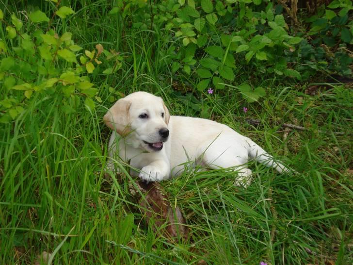 Labrador retriever Nanoq billede 6