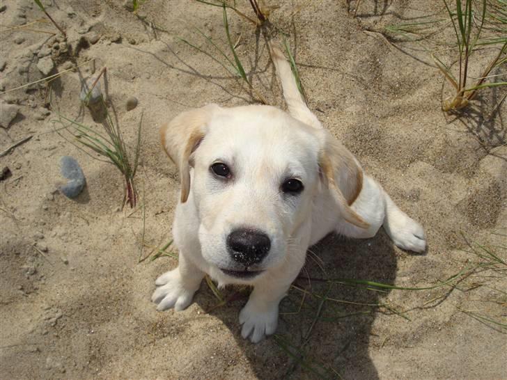 Labrador retriever Nanoq billede 9