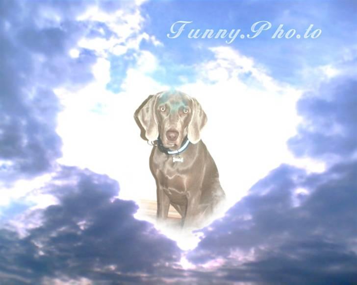 Weimaraner Kenzo † 2009 - i hunde himlen billede 11