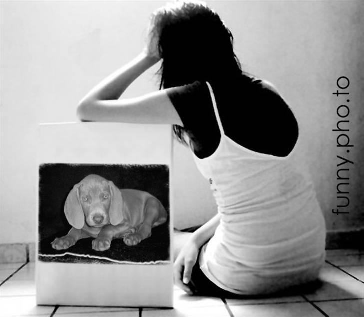 Weimaraner Kenzo † 2009 - Savner dig billede 12