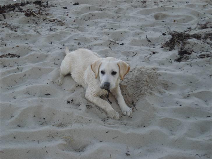 Labrador retriever Nanoq billede 13