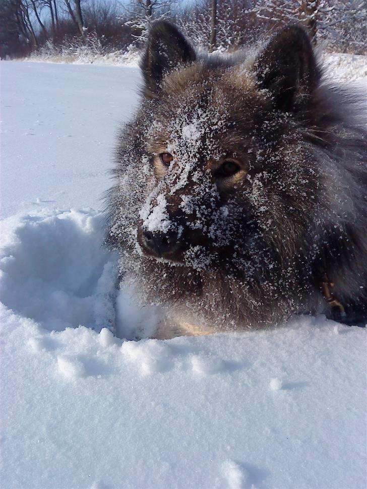 Eurasier Balule Eldorado (Castro) - Dejligt at ligge i sneen..... billede 1