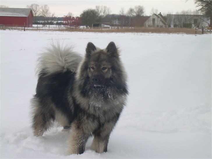Eurasier Balule Eldorado (Castro) - Sådan  billede 2
