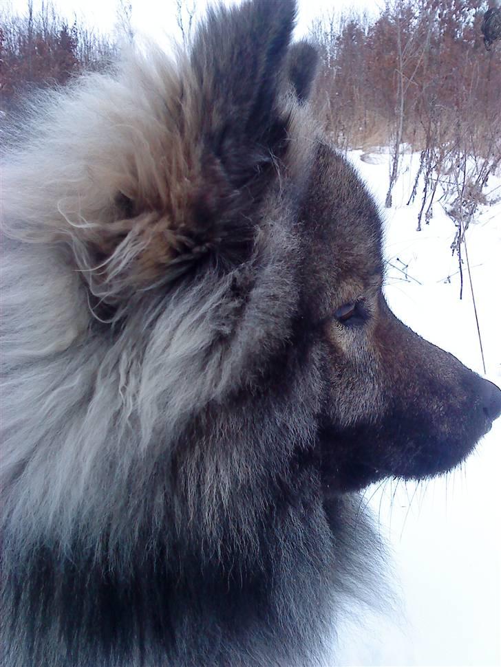 Eurasier Balule Eldorado (Castro) - Det skulle altid være snevejr....................... billede 3