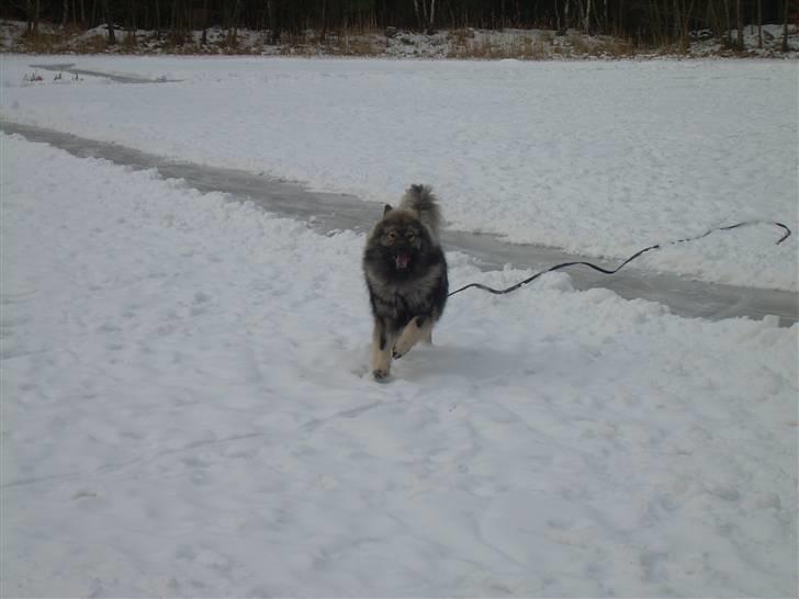 Eurasier Balule Eldorado (Castro) - Fedt at kunne  løbe på isen.... billede 4