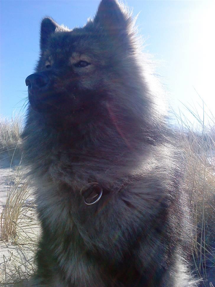 Eurasier Balule Eldorado (Castro) billede 5