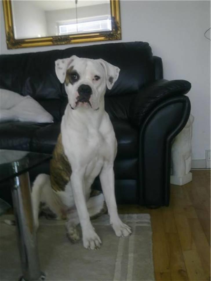 Amerikansk bulldog Frida billede 2