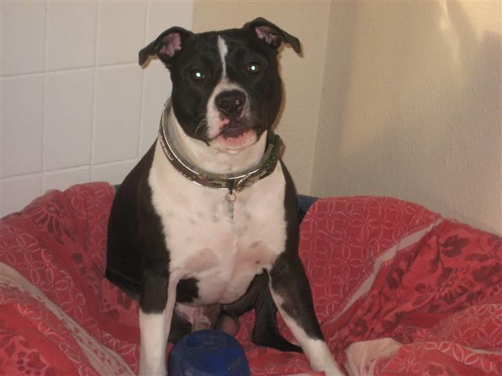 Amerikansk staffordshire terrier Vito billede 1