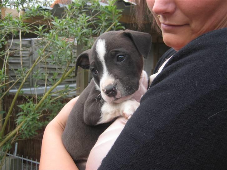 Amerikansk staffordshire terrier Vito - vito som helt lille billede 2