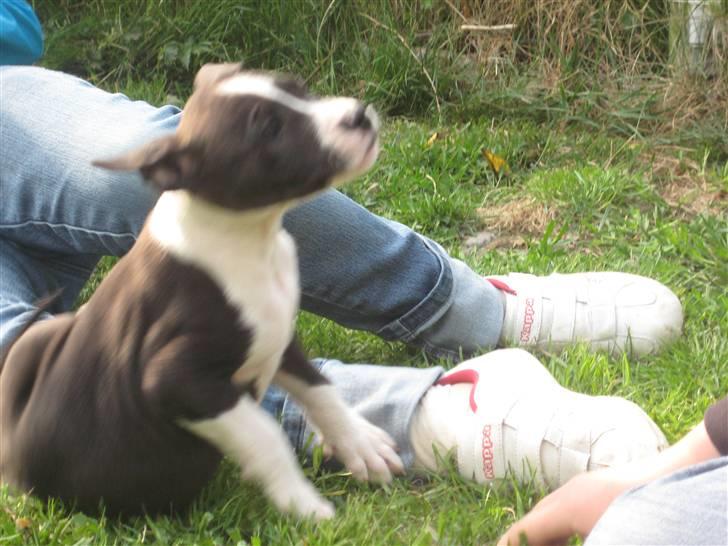 Amerikansk staffordshire terrier Vito billede 3