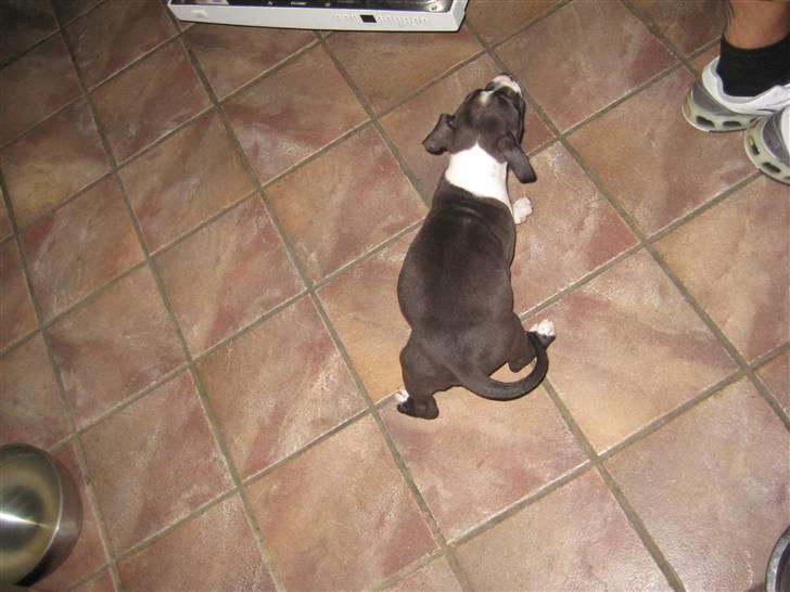 Amerikansk staffordshire terrier Vito - da han havde spist sit første måltid hos os :-) billede 4