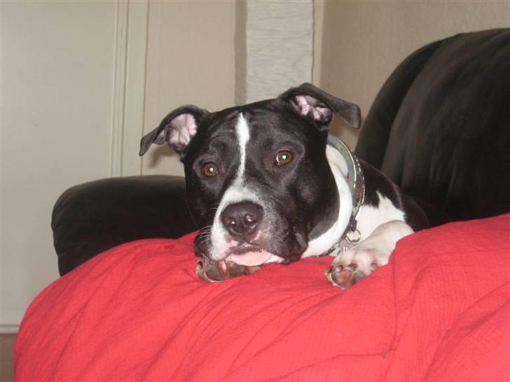 Amerikansk staffordshire terrier Vito billede 5