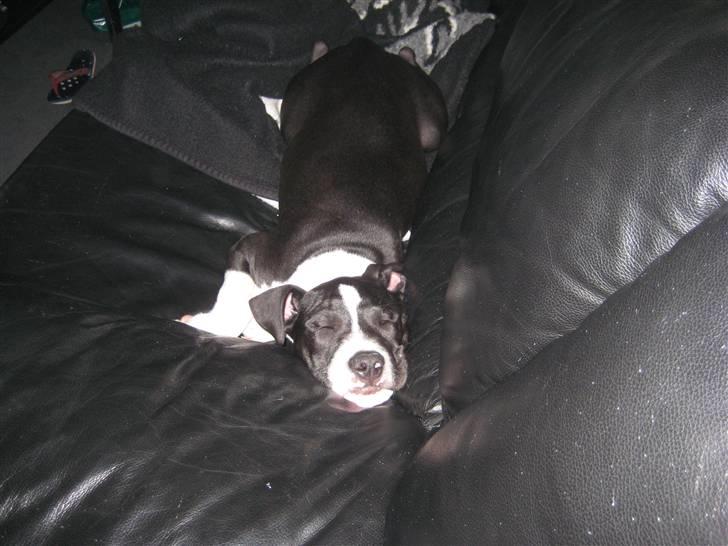 Amerikansk staffordshire terrier Vito - vito der som lille sover i sofaen  billede 6