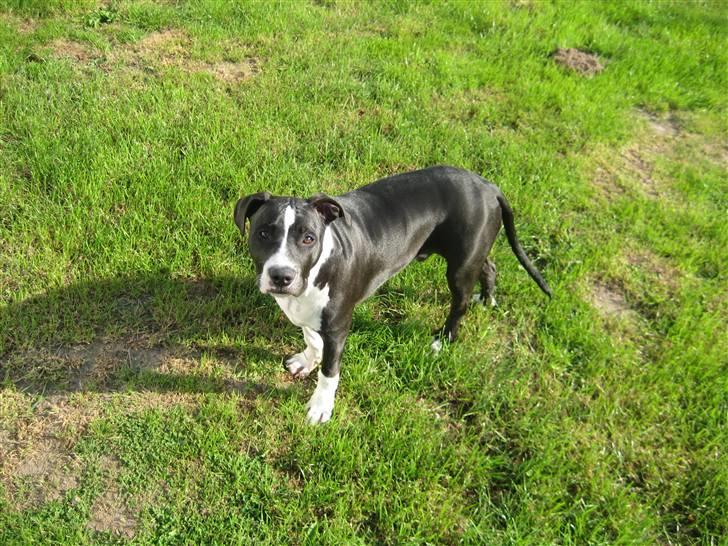 Amerikansk staffordshire terrier Vito billede 7