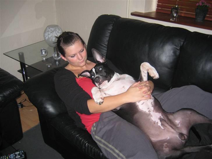 Amerikansk staffordshire terrier Vito - vito og mor der pjatter i sofaen  billede 8