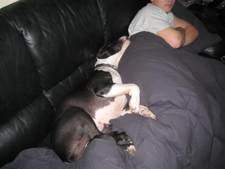 Amerikansk staffordshire terrier Vito - vito og kenneth putter billede 9