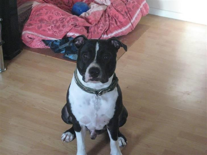 Amerikansk staffordshire terrier Vito - mors måffe <3 billede 10