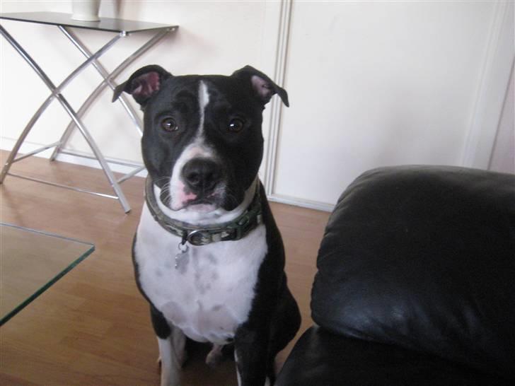 Amerikansk staffordshire terrier Vito billede 11