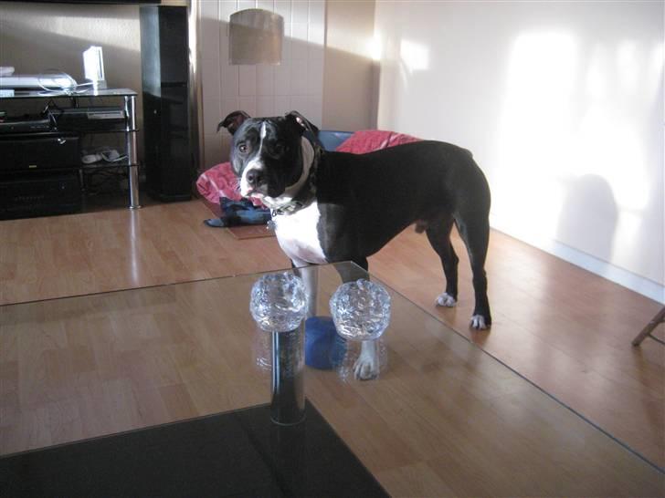 Amerikansk staffordshire terrier Vito billede 12