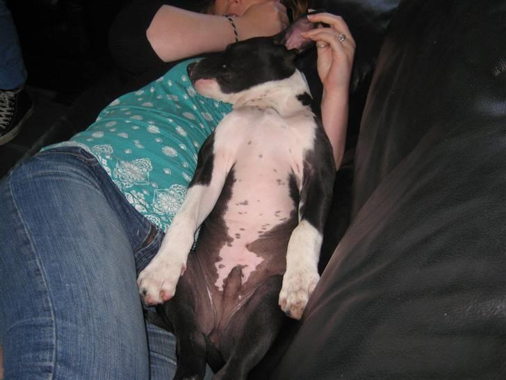 Amerikansk staffordshire terrier Vito - vito sover sammen med carina billede 13