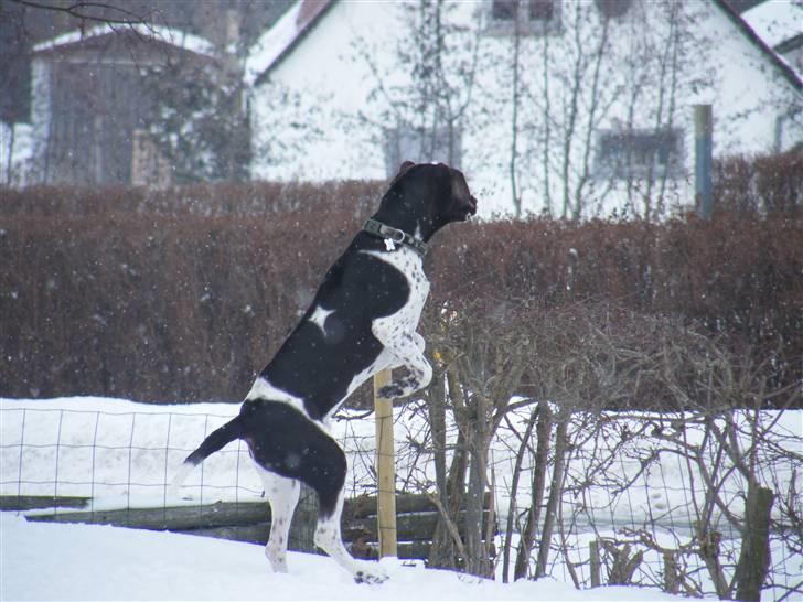 Gammel dansk hønsehund Albert  billede 18