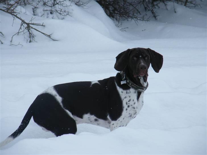 Gammel dansk hønsehund Albert  billede 19