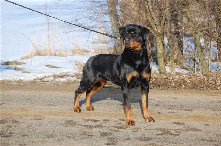 Rottweiler Babe wom Hause Wenorra billede 12