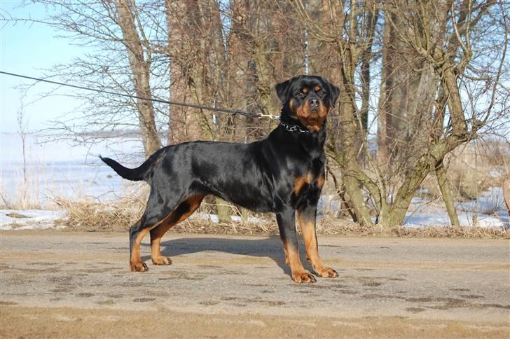 Rottweiler Babe wom Hause Wenorra billede 13