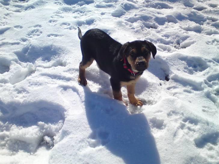 Blanding af racer Jamie <3 R.I.P min smukke pige<3 billede 17