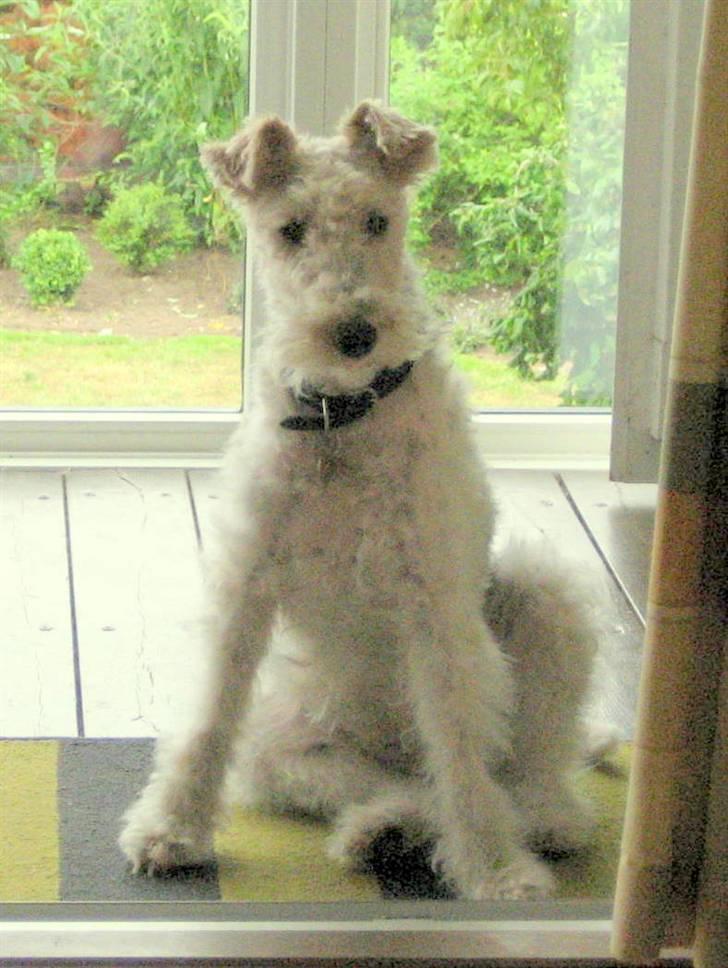 Ruhåret foxterrier Bailey billede 16