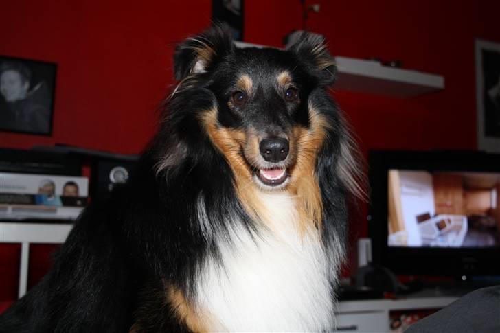 Shetland sheepdog Batman - Smil til verden og verden smiler til dig  billede 1