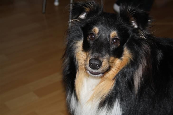 Shetland sheepdog Batman - lækker, lækker, lækker :) billede 2