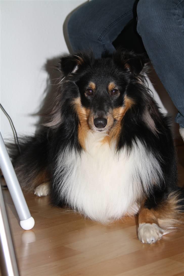Shetland sheepdog Batman billede 3