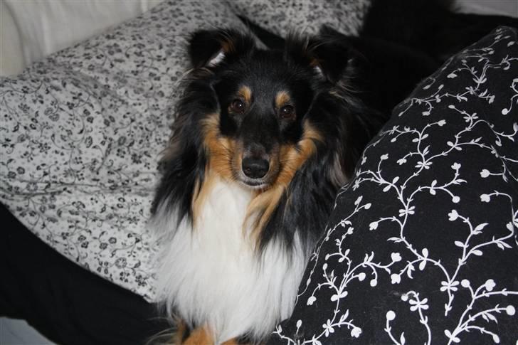 Shetland sheepdog Batman billede 4