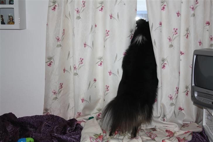 Shetland sheepdog Batman - Orv en lække lille sag der går derude :) billede 5