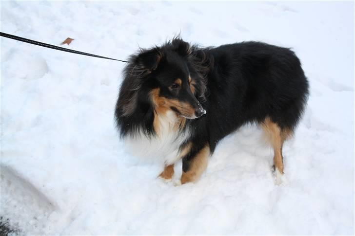 Shetland sheepdog Batman - Orv jeg har vidst sne på tuden ;) billede 6