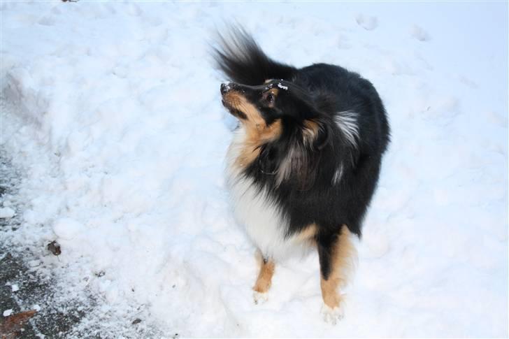 Shetland sheepdog Batman billede 7