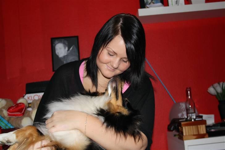 Shetland sheepdog Batman - Mor jeg kan også godt lide dig ;) billede 8