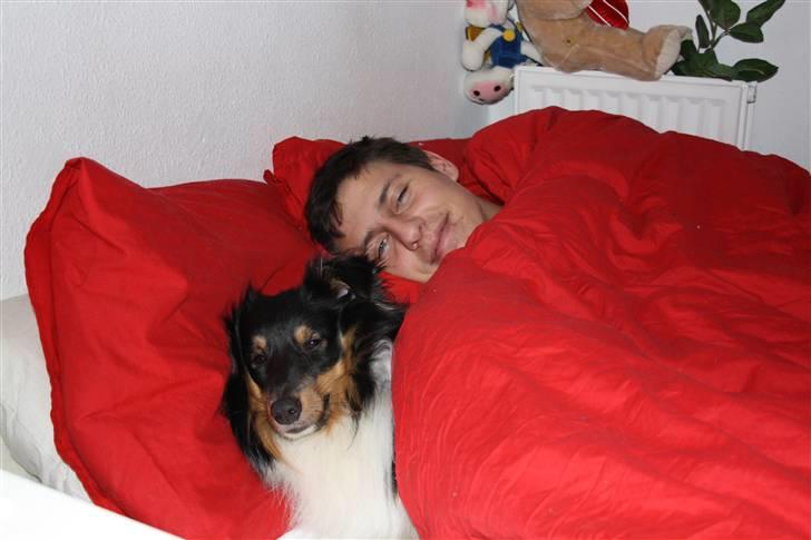 Shetland sheepdog Batman - Sov godt farmand .. natter billede 9