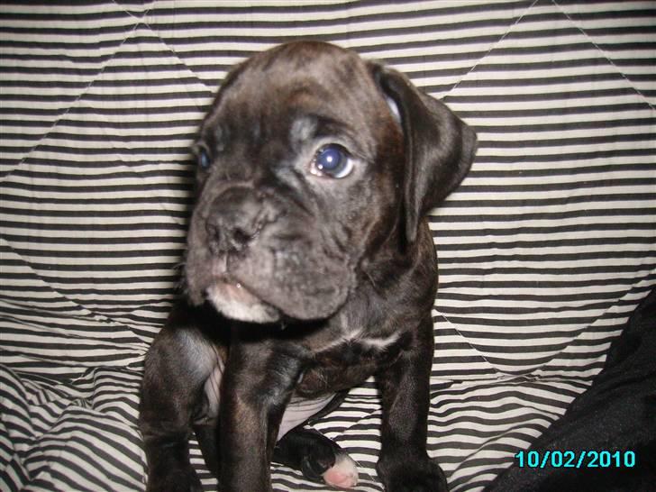 Boxer Pele' billede 1