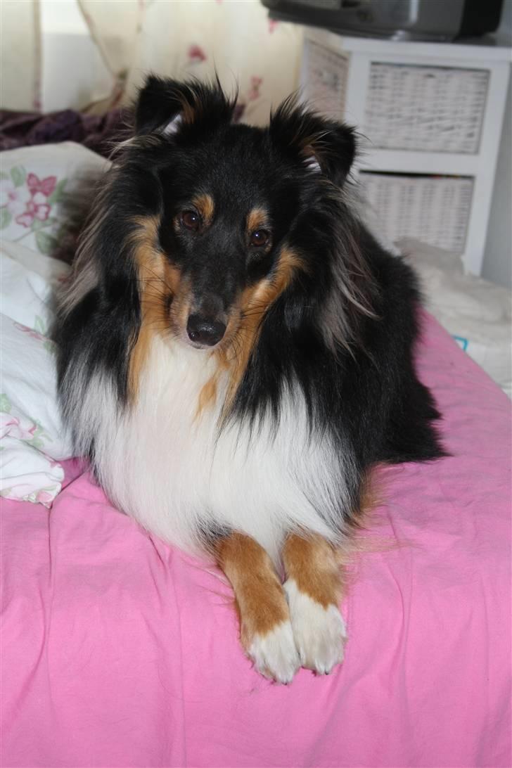 Shetland sheepdog Batman billede 10