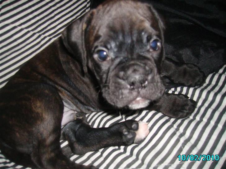 Boxer Pele' billede 2