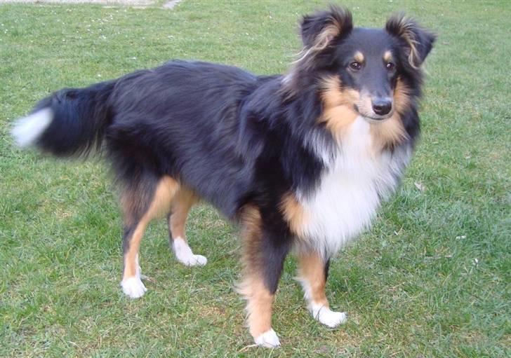 Shetland sheepdog Batman billede 11