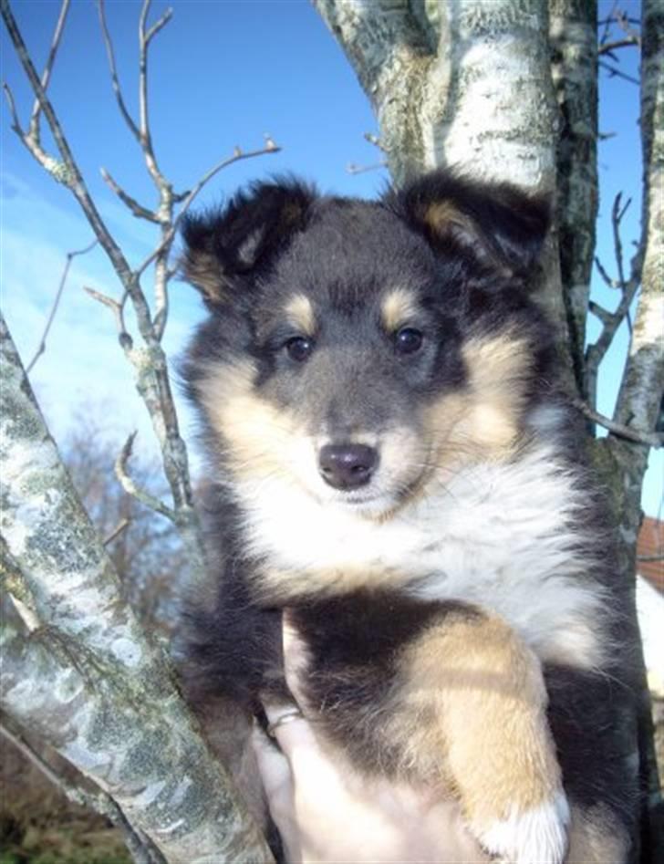 Shetland sheepdog Batman - salgs annoncebillede, køb mig ;) billede 12