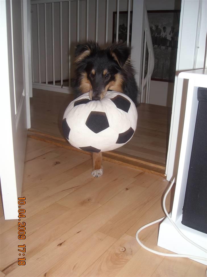 Shetland sheepdog Batman - batman spiller fodbold , rigtig stjerne BANALDO ;) billede 13