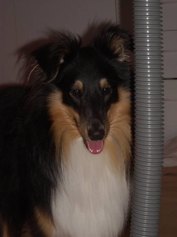 Shetland sheepdog Batman billede 14